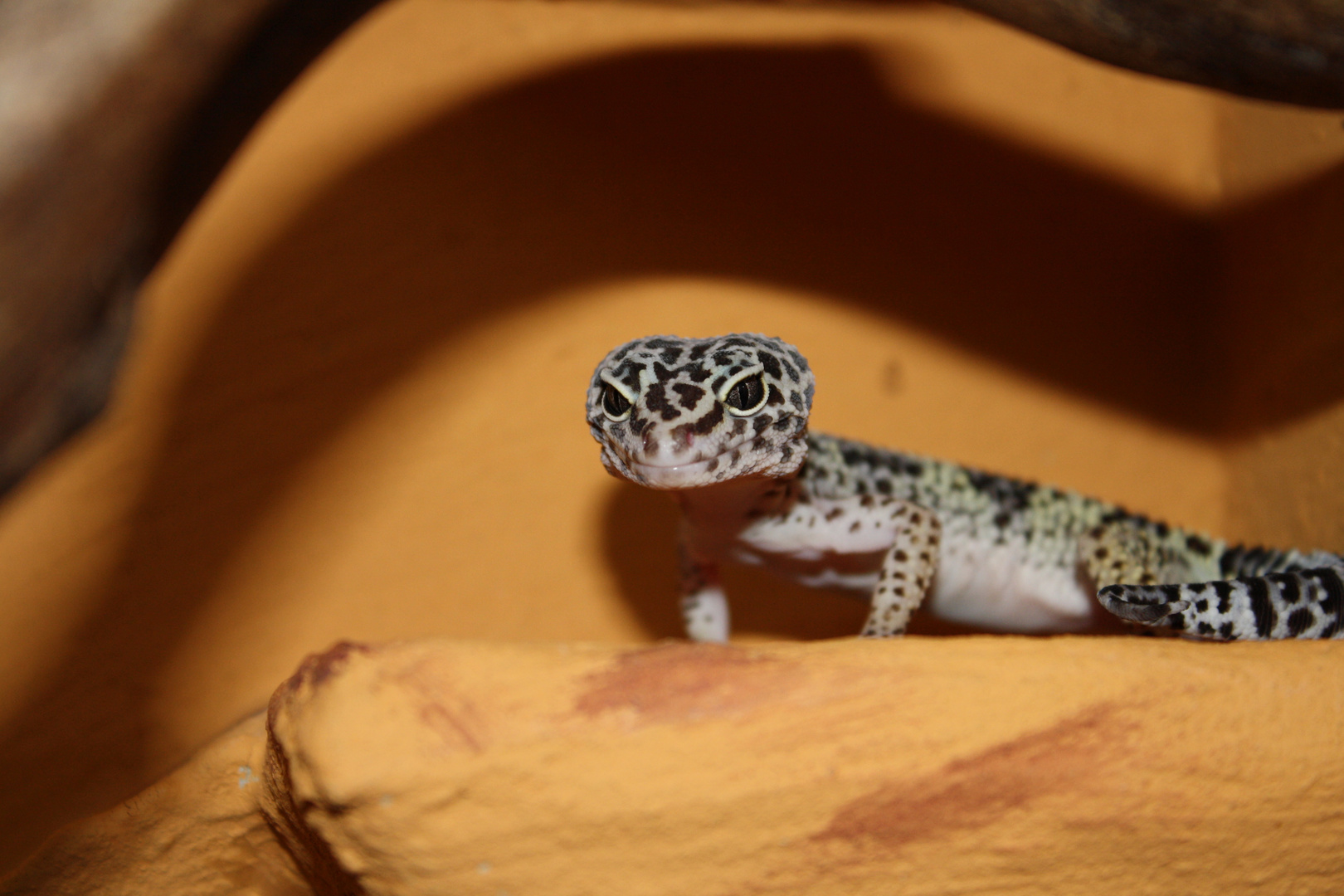 Leopardgecko