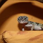 Leopardgecko