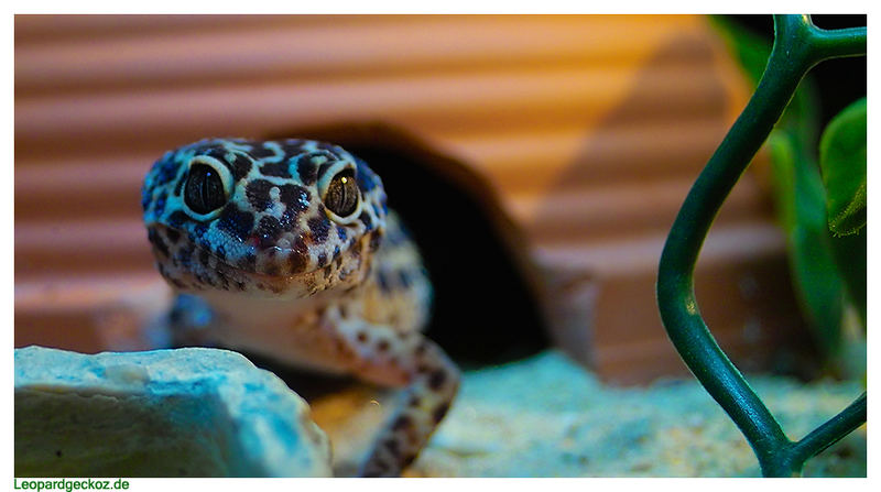 Leopardgecko