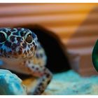 Leopardgecko