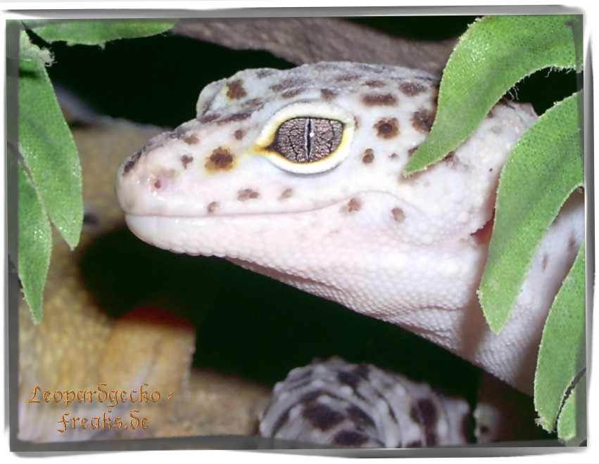 Leopardgecko-Freaks