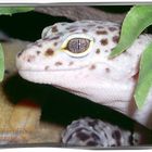 Leopardgecko-Freaks