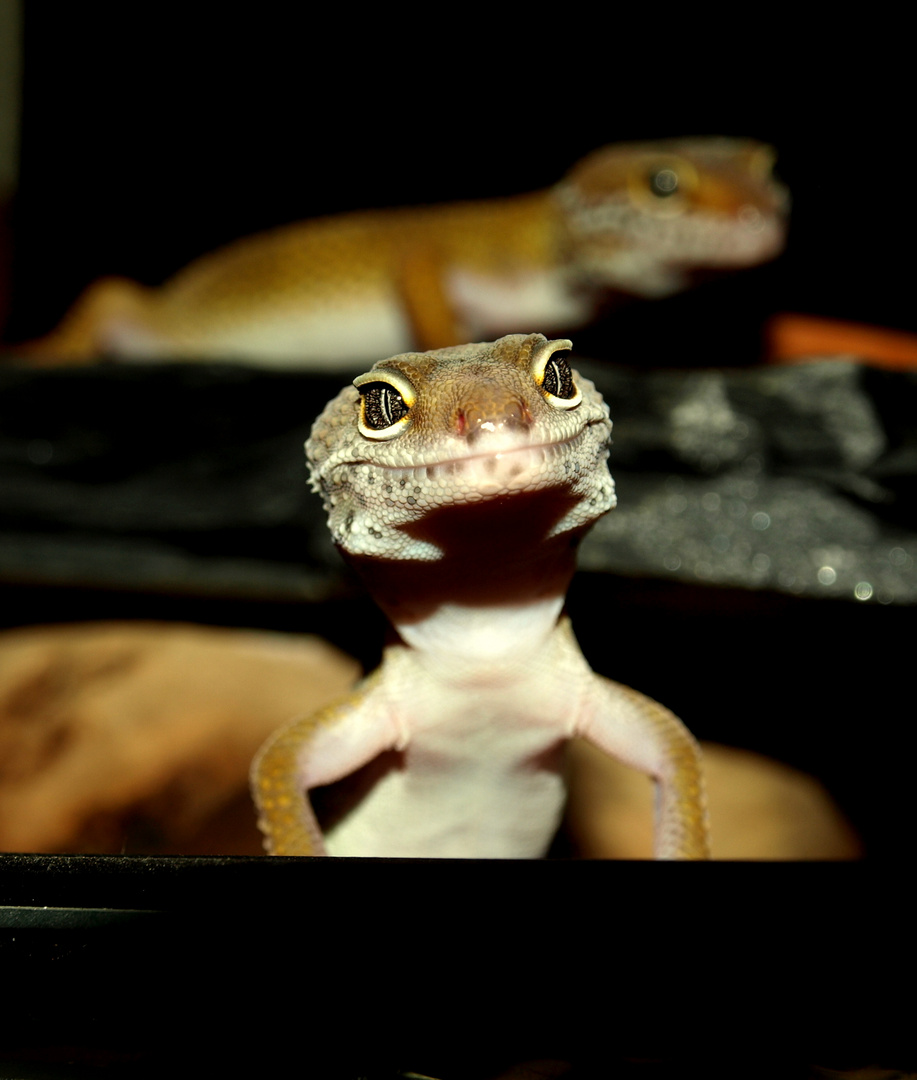 Leopardgecko Hannes