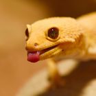 Leopardgecko "Higth Yellow" ..