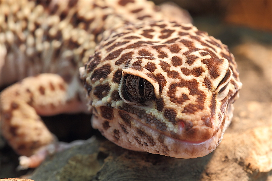 Leopardgecko - ich seh dich...