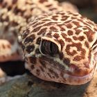 Leopardgecko - ich seh dich...