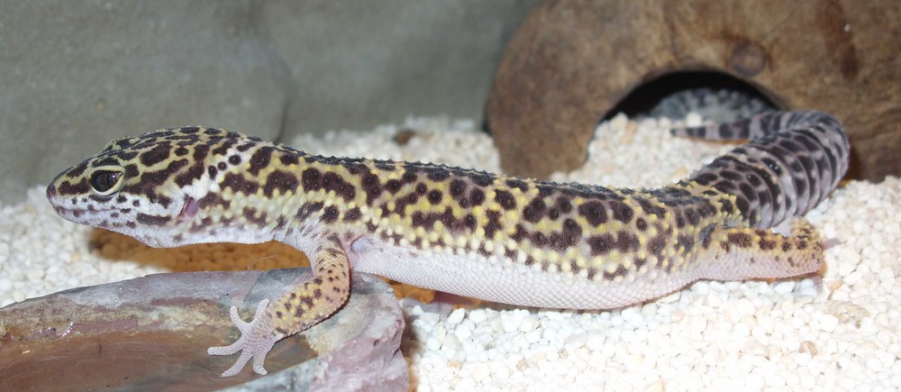 Leopardgecko II