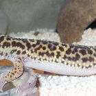 Leopardgecko II