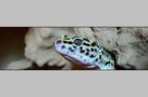 - Leopardgecko II - von hammi06 