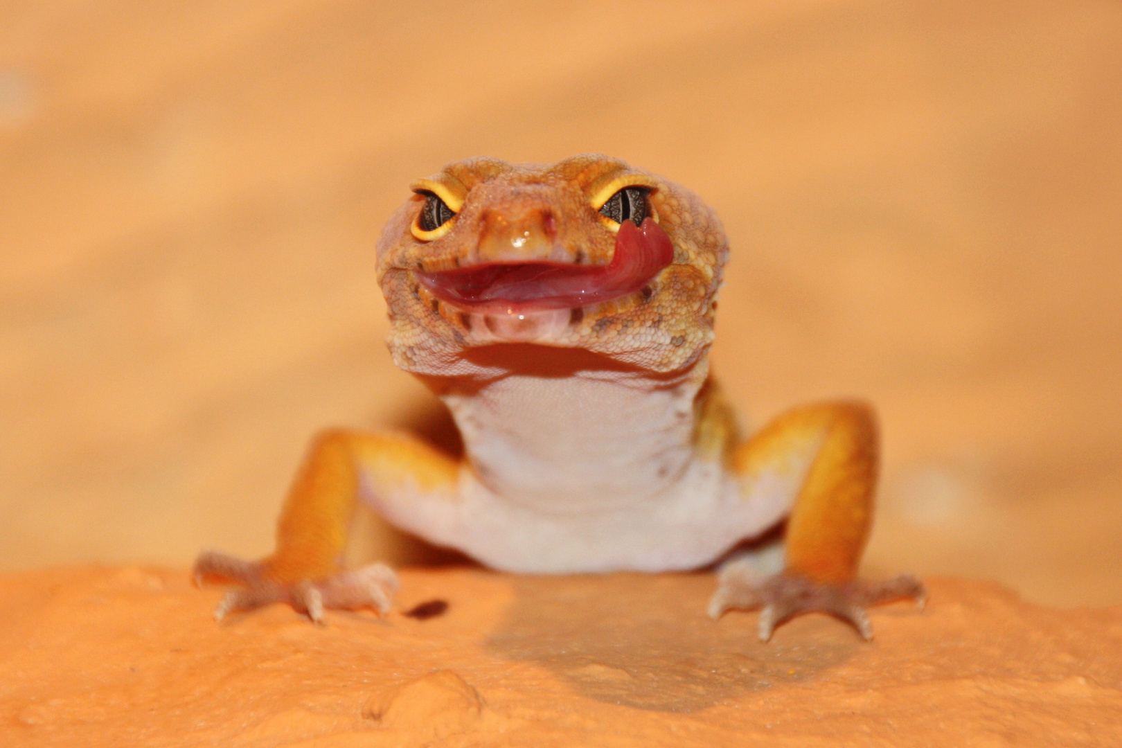 Leopardgecko II