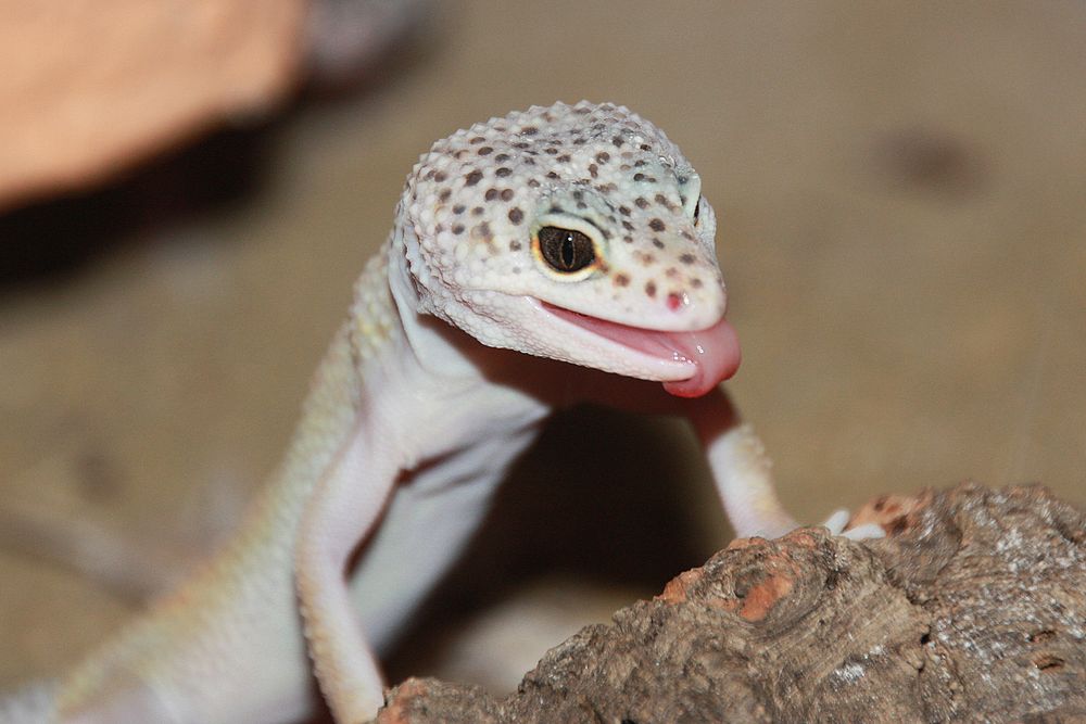 Leopardgecko III Foto & Bild tiere, reptilien, echsen Bilder auf