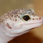 Leopardgecko IV