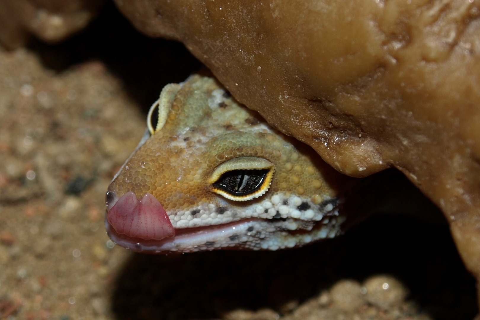 Leopardgecko - Jungtier Frida