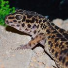 Leopardgecko "Mezzo"