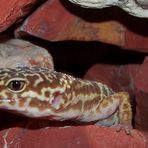 Leopardgecko Neo