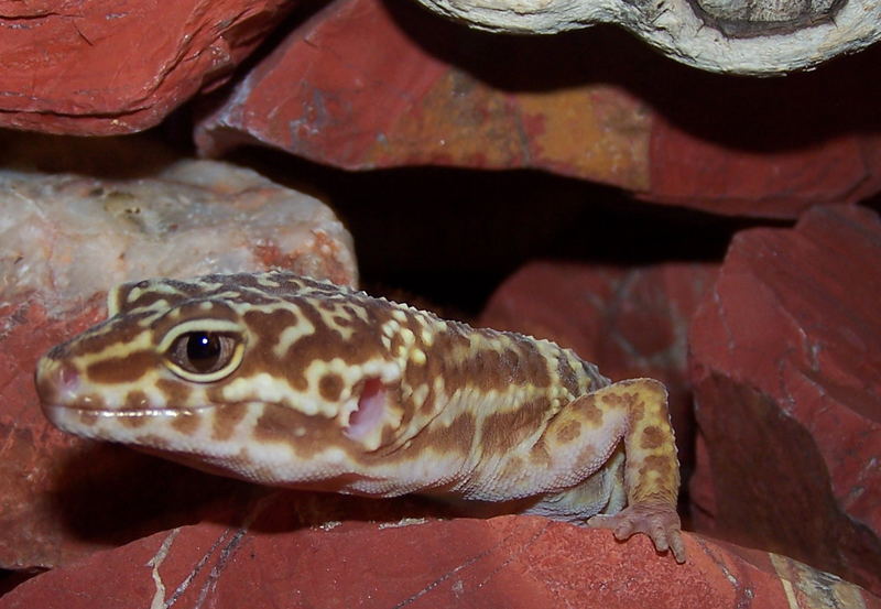 Leopardgecko Neo