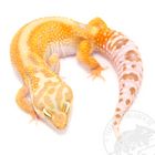 Leopardgecko Raining Red Stripe Eublepharis macularius