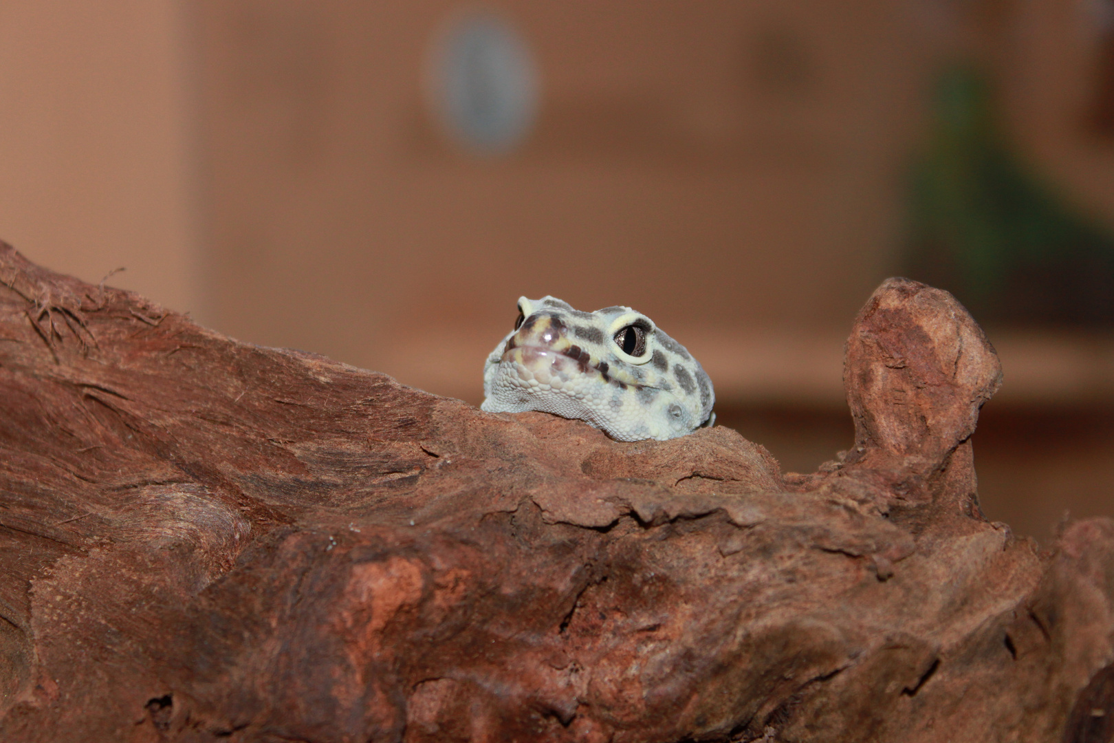 Leopardgecko schaut was es neues gibt da draussen....