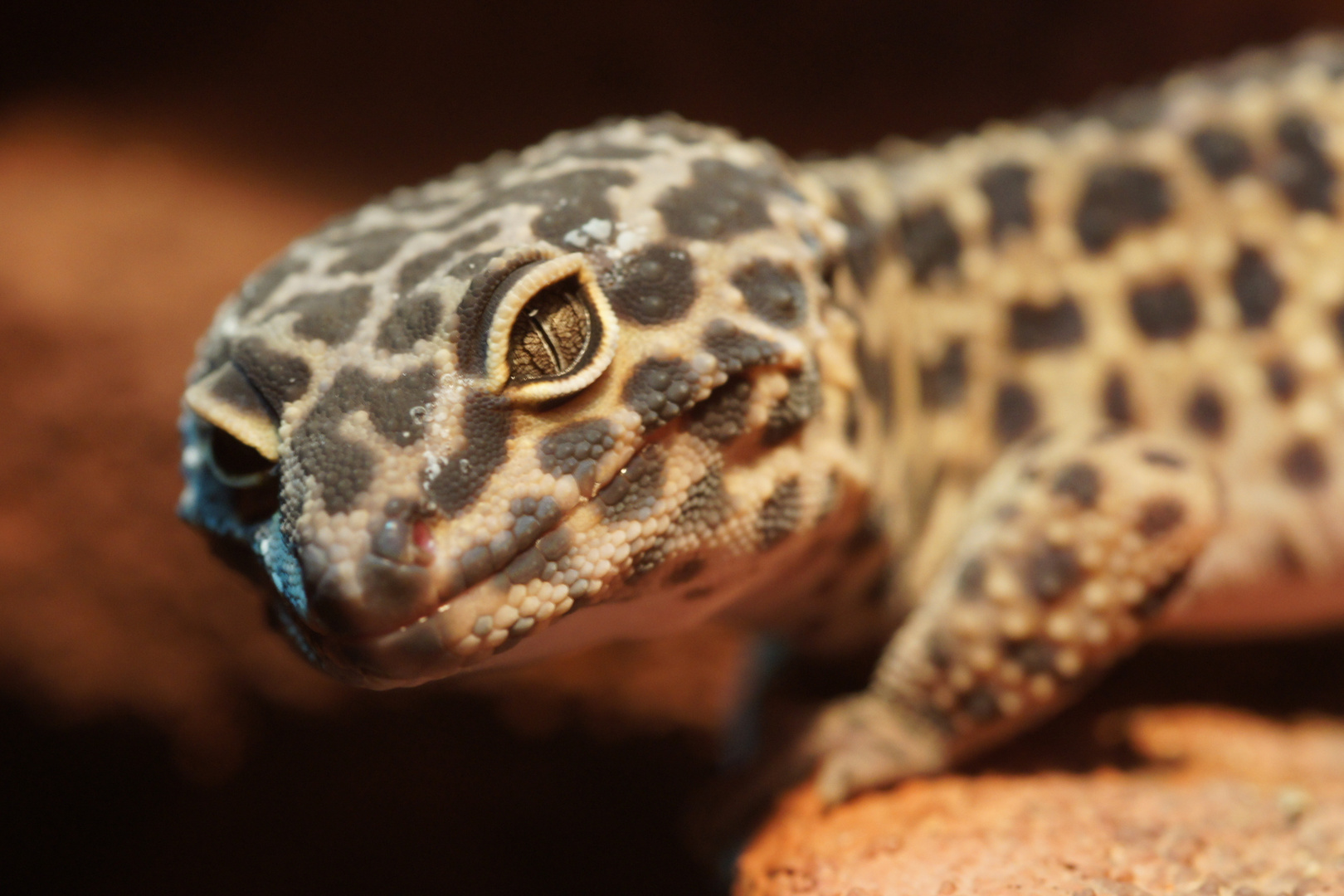 Leopardgecko Stimpy