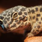 Leopardgecko Stimpy