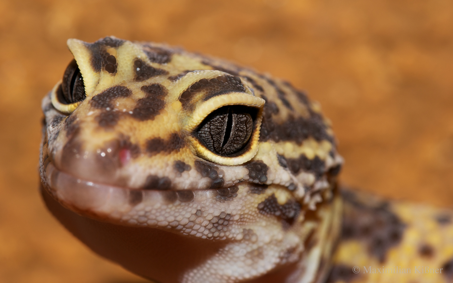 Leopardgecko Tremper-Albino