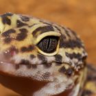 Leopardgecko Tremper-Albino