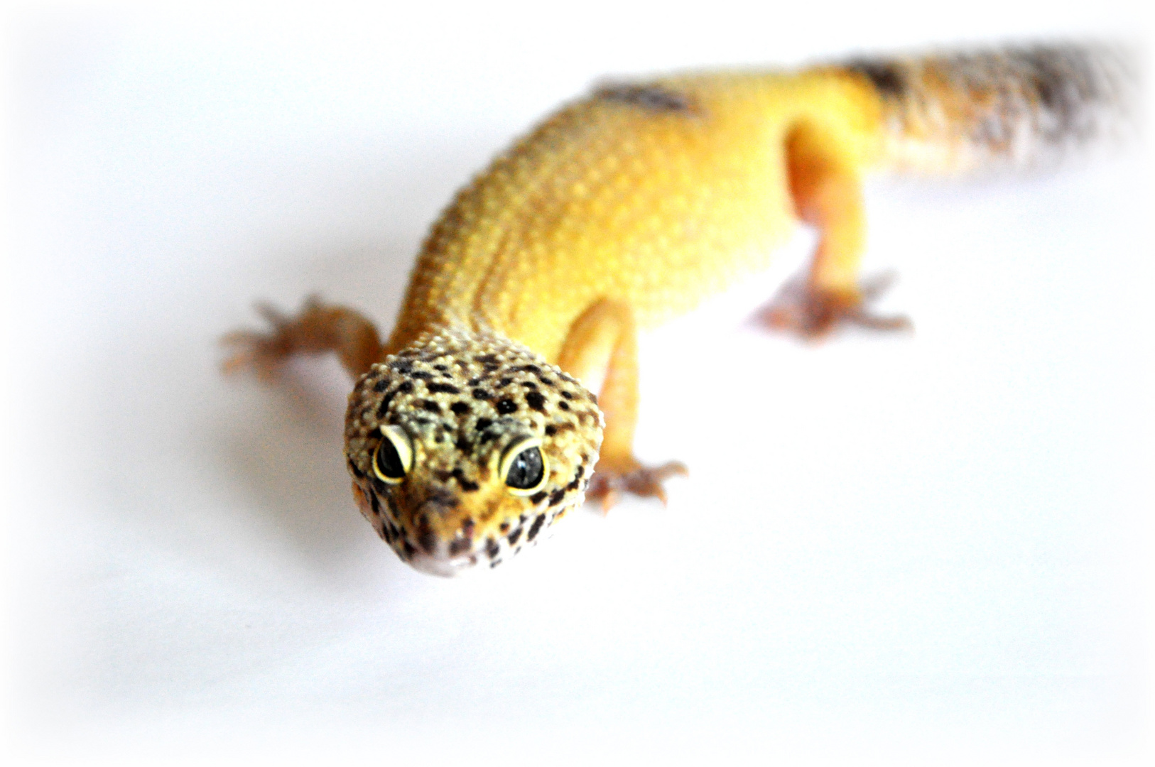 Leopardgecko2