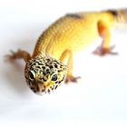 Leopardgecko2