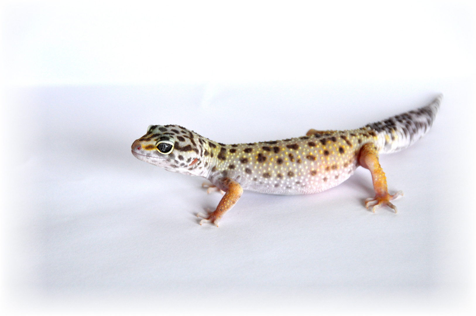 Leopardgecko3