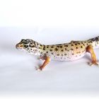Leopardgecko3