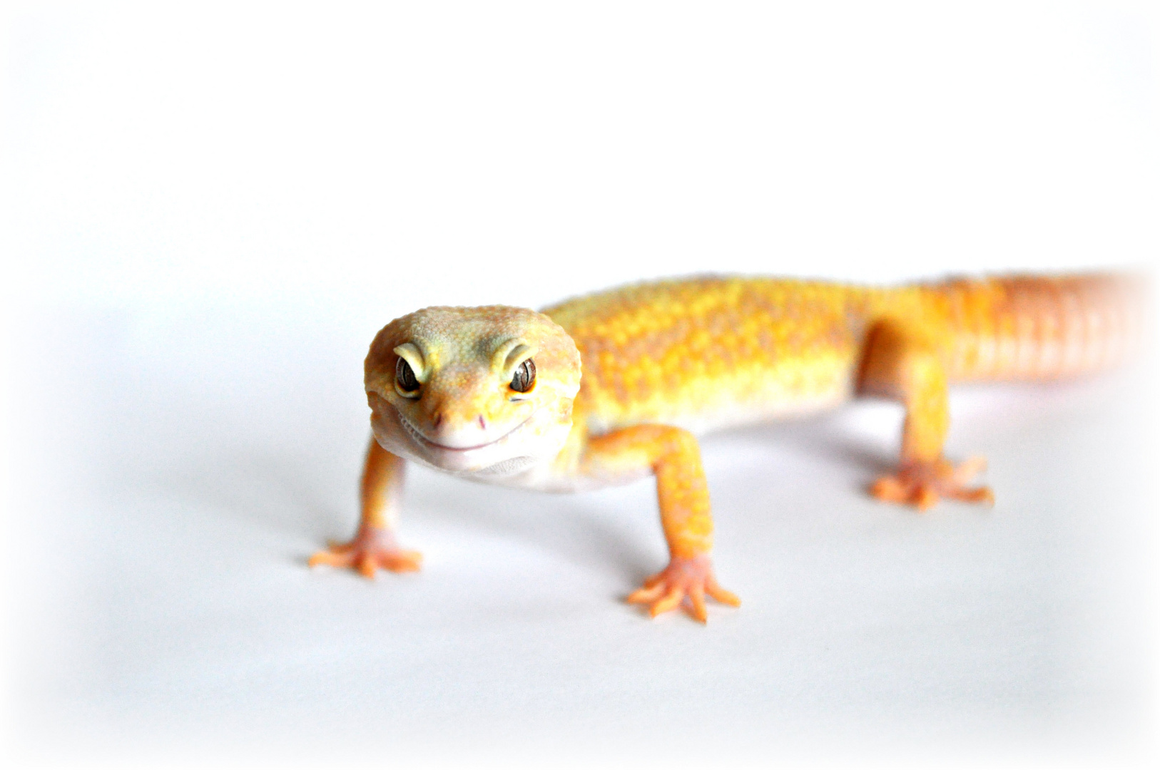 Leopardgecko4