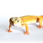 Leopardgecko4