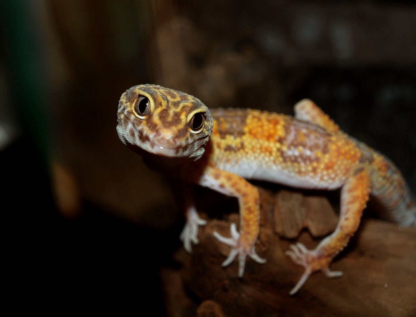 Leopardgeckomann Kalle