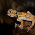 Leopardgeckomann Kalle