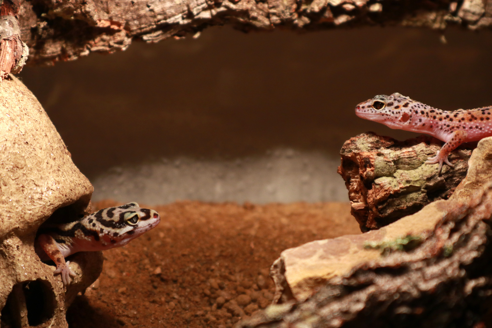 Leopardgeckos