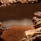 Leopardgeckos