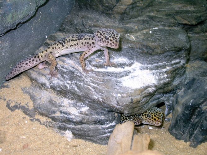 Leopardgeckos