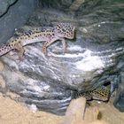 Leopardgeckos