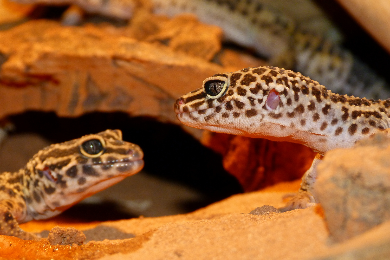 Leopardgekko