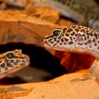 Leopardgekko