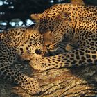 leopardi, serengeti