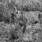 Leopard_III