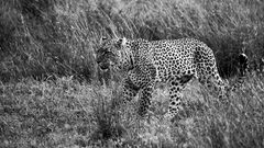 Leopard_III