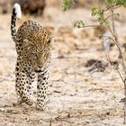 Leopardin