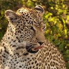 Leopardin