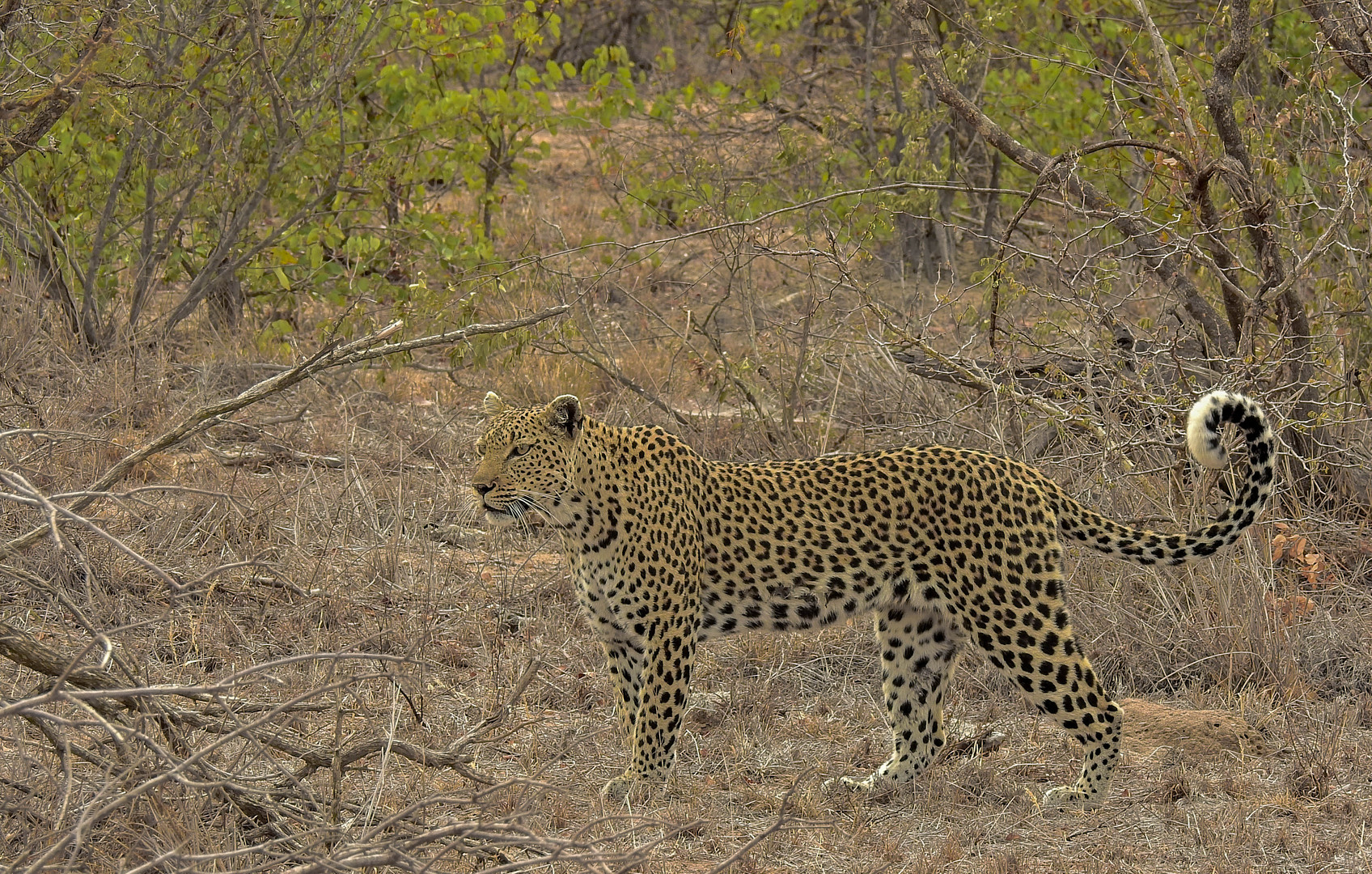 Leopardin