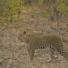 Leopardin