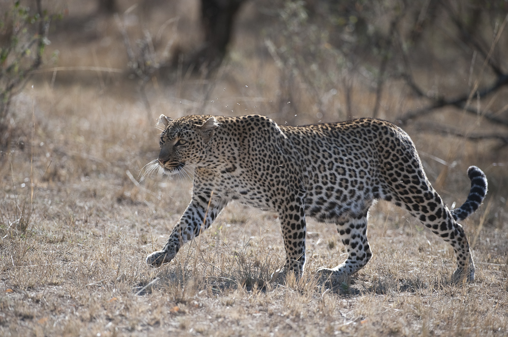 Leopardin