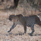 Leopardin