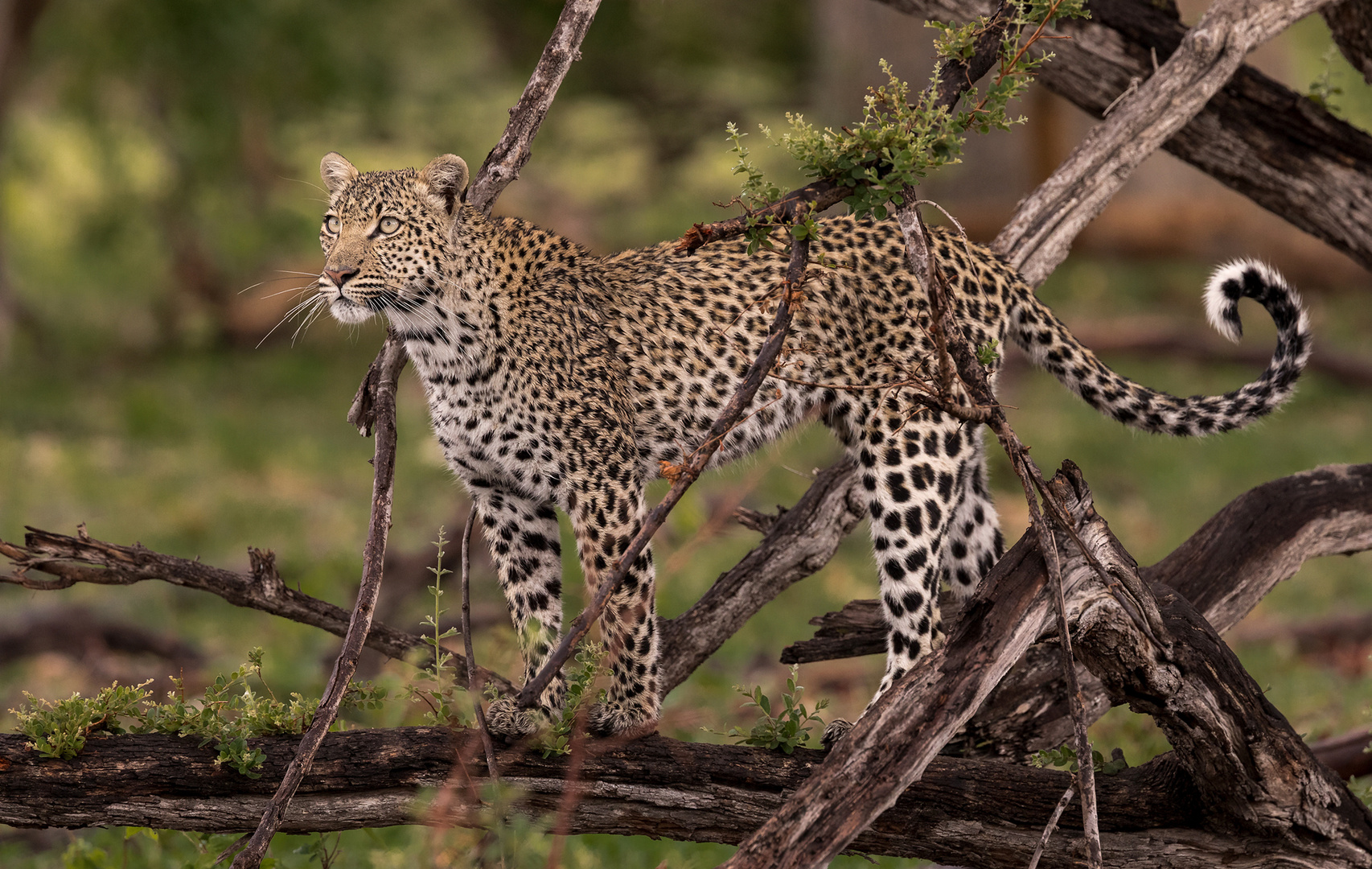 Leopardin